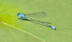 Pseudagrion coeleste umsingaziense