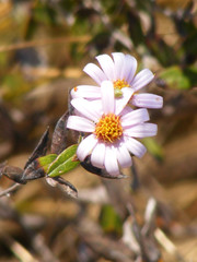 Athrixia phylicoides