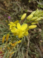 Bulbine abyssinica