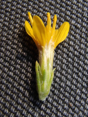 Ericameria bloomeri