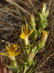 Ericameria bloomeri