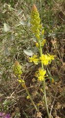 Bulbine abyssinica