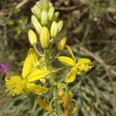 Bulbine abyssinica