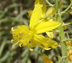 Bulbine abyssinica