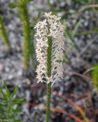 Struthiola salteri