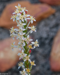 Struthiola salteri