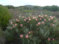 Protea burchellii