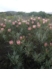 Protea burchellii