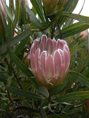 Protea burchellii