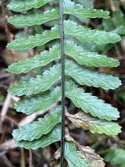 Asplenium sellowianum
