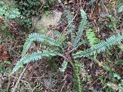 Asplenium sellowianum