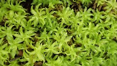 Leptodontium paradoxum