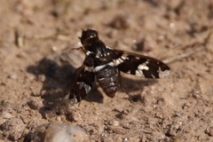 Exoprosopa dorcadion