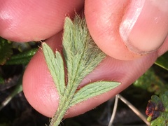 Papaver macounii discolor