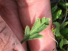 Papaver macounii discolor