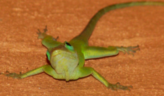 Anolis luciae
