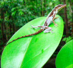 Anolis luciae