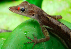 Anolis luciae