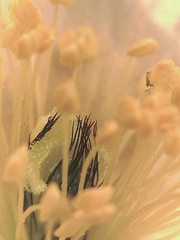 Papaver macounii discolor