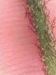 Papaver macounii discolor