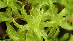 Leptodontium paradoxum