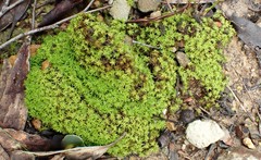 Leptodontium paradoxum