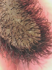 Papaver macounii discolor