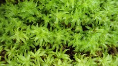 Leptodontium paradoxum