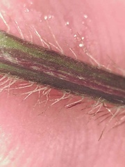 Papaver macounii discolor