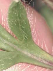 Papaver macounii discolor