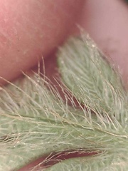 Papaver macounii discolor