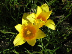 Romulea tortuosa aurea