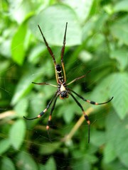 Trichonephila senegalensis