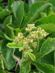 Cyphostemma lanigerum