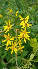 Senecio nemorensis