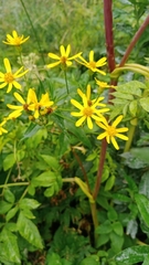 Senecio nemorensis