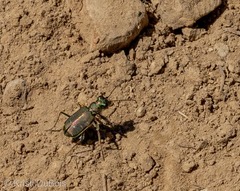 Cicindela depressula