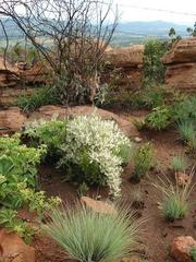 Asparagus transvaalensis