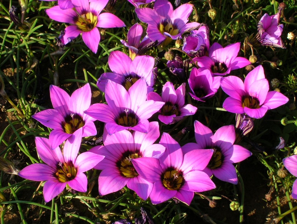 Romulea komsbergensis