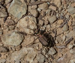 Cicindela depressula