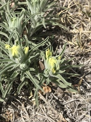 Castilleja citrina