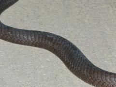 Dendroaspis polylepis