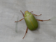 Xylonichus eucalypti