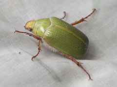 Xylonichus eucalypti