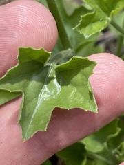 Ibervillea sonorae