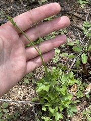 Ibervillea sonorae