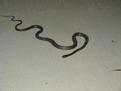 Dendroaspis polylepis