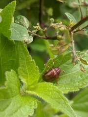 Rhyparida