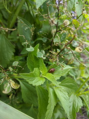 Rhyparida