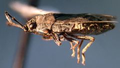 Peritrechus fraternus